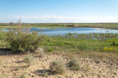 Güzel gökyüzü altında küçük bir göl. Bozkır içinde bataklıkta ile güzel yaz günü manzara. Göl sahnesinde yaz