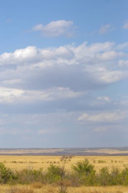Woodless, zavallı nemi ve genellikle düz ile kuru iklim bölgesinde otsu bitki örtüsü bozkır. çayır, veld, veldt