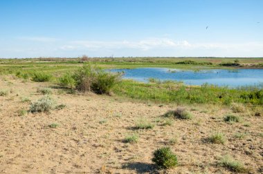Güzel gökyüzü altında küçük bir göl. Bozkır içinde bataklıkta ile güzel yaz günü manzara. Göl sahnesinde yaz
