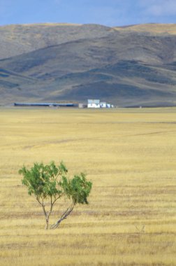 Woodless, zavallı nemi ve genellikle düz ile kuru iklim bölgesinde otsu bitki örtüsü bozkır. çayır, veld, veldt
