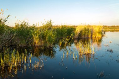 Güzel gökyüzü altında küçük bir göl. akşam olay yerinde bozkır, yatay, bozkır güzel yaz gün bataklıkta gölde. Göl sahnesinde yaz