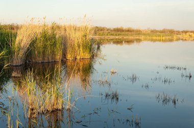 Güzel gökyüzü altında küçük bir göl. akşam olay yerinde bozkır, yatay, bozkır güzel yaz gün bataklıkta gölde. Göl sahnesinde yaz