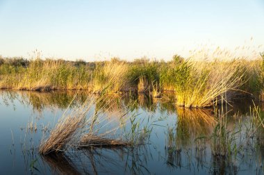 Güzel gökyüzü altında küçük bir göl. akşam olay yerinde bozkır, yatay, bozkır güzel yaz gün bataklıkta gölde. Göl sahnesinde yaz