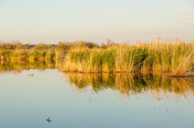 Güzel gökyüzü altında küçük bir göl. akşam olay yerinde bozkır, yatay, bozkır güzel yaz gün bataklıkta gölde. Göl sahnesinde yaz