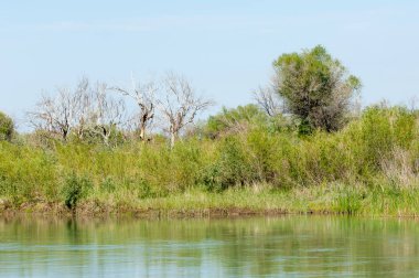 Bozkır nehir sazlık yaz. nehir görünümünde kez izlendi. küçük mavi nehir kıyısında güneşli bir gün