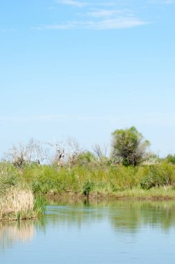 Bozkır nehir sazlık yaz. nehir görünümünde kez izlendi. küçük mavi nehir kıyısında güneşli bir gün