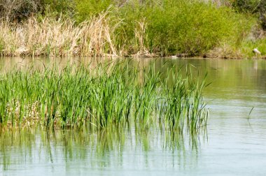 Bozkır nehir sazlık yaz. nehir görünümünde kez izlendi. küçük mavi nehir kıyısında güneşli bir gün