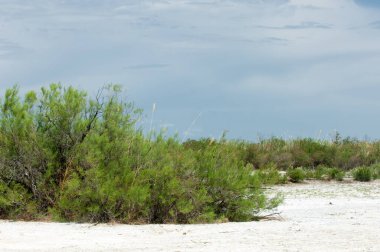 Bozkır tuzlu topraklar. tuz tuz tuz. Bozkır çayır veldt veld. Tuzlu toprak çöl, tuzlu Göller. cansız yanıp kavrulmuş dünyamız. Kazakistan çıplak bozkır