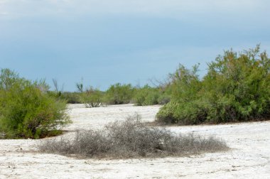 Bozkır tuzlu topraklar. tuz tuz tuz. Bozkır çayır veldt veld. Tuzlu toprak çöl, tuzlu Göller. cansız yanıp kavrulmuş dünyamız. Kazakistan çıplak bozkır