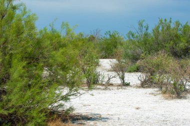 Bozkır tuzlu topraklar. tuz tuz tuz. Bozkır çayır veldt veld. Tuzlu toprak çöl, tuzlu Göller. cansız yanıp kavrulmuş dünyamız. Kazakistan çıplak bozkır