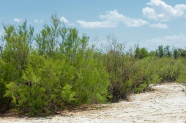Bozkır tuzlu topraklar. tuz tuz tuz. Bozkır çayır veldt veld. Tuzlu toprak çöl, tuzlu Göller. cansız yanıp kavrulmuş dünyamız. Kazakistan çıplak bozkır
