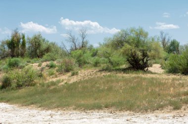 Bozkır tuzlu topraklar. tuz tuz tuz. Bozkır çayır veldt veld. Tuzlu toprak çöl, tuzlu Göller. cansız yanıp kavrulmuş dünyamız. Kazakistan çıplak bozkır