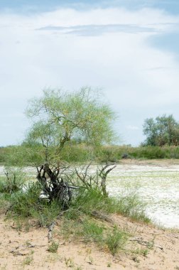 Bozkır tuzlu topraklar. tuz tuz tuz. Bozkır çayır veldt veld. Tuzlu toprak çöl, tuzlu Göller. cansız yanıp kavrulmuş dünyamız. Kazakistan çıplak bozkır