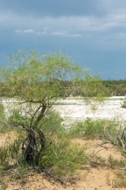 Bozkır tuzlu topraklar. tuz tuz tuz. Bozkır çayır veldt veld. Tuzlu toprak çöl, tuzlu Göller. cansız yanıp kavrulmuş dünyamız. Kazakistan çıplak bozkır
