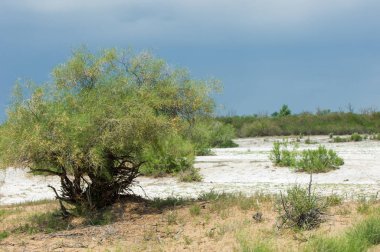 Bozkır tuzlu topraklar. tuz tuz tuz. Bozkır çayır veldt veld. Tuzlu toprak çöl, tuzlu Göller. cansız yanıp kavrulmuş dünyamız. Kazakistan çıplak bozkır