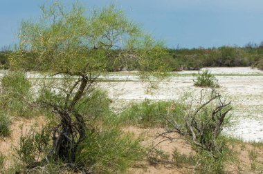 Bozkır tuzlu topraklar. tuz tuz tuz. Bozkır çayır veldt veld. Tuzlu toprak çöl, tuzlu Göller. cansız yanıp kavrulmuş dünyamız. Kazakistan çıplak bozkır