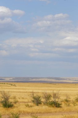Woodless, zavallı nemi ve genellikle düz ile kuru iklim bölgesinde otsu bitki örtüsü bozkır. çayır, veld, veldt