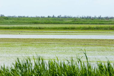 Pirinç paddies büyüme için su basmış. Pirinç çeltik pirinç alanında sabah yeşil. 