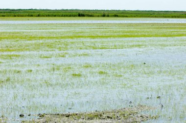 Pirinç paddies büyüme için su basmış. Pirinç çeltik pirinç alanında sabah yeşil. 