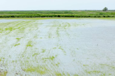 Pirinç paddies büyüme için su basmış. Pirinç çeltik pirinç alanında sabah yeşil. 