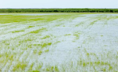 Pirinç paddies büyüme için su basmış. Pirinç çeltik pirinç alanında sabah yeşil. 