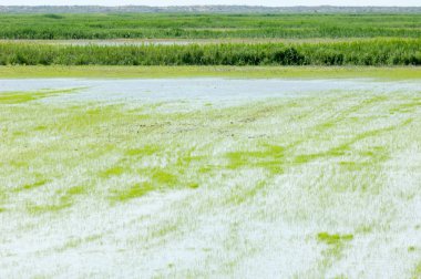 Pirinç paddies büyüme için su basmış. Pirinç çeltik pirinç alanında sabah yeşil. 