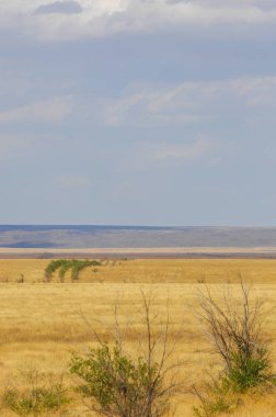 Woodless, zavallı nemi ve genellikle düz ile kuru iklim bölgesinde otsu bitki örtüsü bozkır. çayır, veld, veldt
