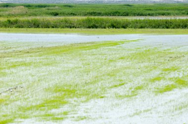 Pirinç paddies büyüme için su basmış. Pirinç çeltik pirinç alanında sabah yeşil. 