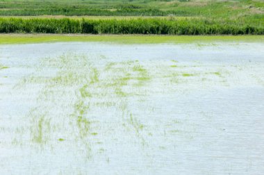 Pirinç paddies büyüme için su basmış. Pirinç çeltik pirinç alanında sabah yeşil. 