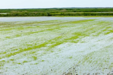 Pirinç paddies büyüme için su basmış. Pirinç çeltik pirinç alanında sabah yeşil. 