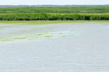 Pirinç paddies büyüme için su basmış. Pirinç çeltik pirinç alanında sabah yeşil. 