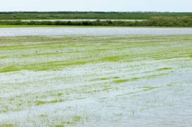 Pirinç paddies büyüme için su basmış. Pirinç çeltik pirinç alanında sabah yeşil. 