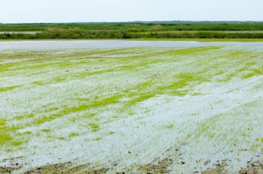 Pirinç paddies büyüme için su basmış. Pirinç çeltik pirinç alanında sabah yeşil. 