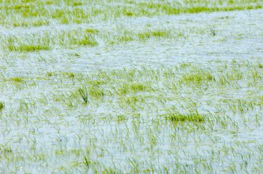 Pirinç paddies büyüme için su basmış. Pirinç çeltik pirinç alanında sabah yeşil. 