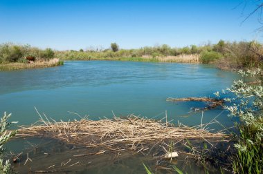 Bozkır nehir sazlık yaz. nehir görünümünde kez izlendi. küçük mavi nehir kıyısında güneşli bir gün