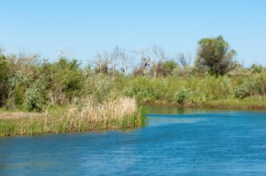 Bozkır nehir sazlık yaz. nehir görünümünde kez izlendi. küçük mavi nehir kıyısında güneşli bir gün