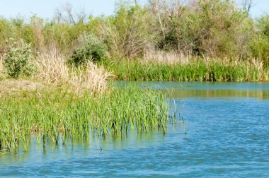 Bozkır nehir sazlık yaz. nehir görünümünde kez izlendi. küçük mavi nehir kıyısında güneşli bir gün