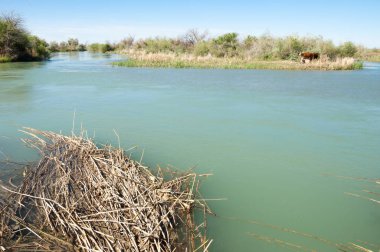 Bozkır nehir sazlık yaz. nehir görünümünde kez izlendi. küçük mavi nehir kıyısında güneşli bir gün