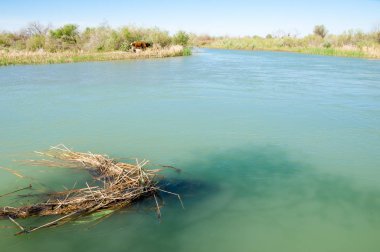 Bozkır nehir sazlık yaz. nehir görünümünde kez izlendi. küçük mavi nehir kıyısında güneşli bir gün