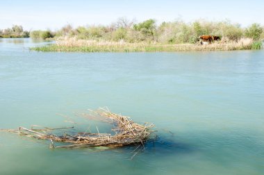Bozkır nehir sazlık yaz. nehir görünümünde kez izlendi. küçük mavi nehir kıyısında güneşli bir gün
