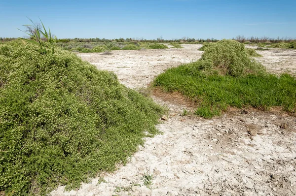 Bozkır tuzlu topraklar. tuz tuz tuz. Bozkır çayır veldt veld. Tuzlu toprak çöl, tuzlu Göller. cansız yanıp kavrulmuş dünyamız. Kazakistan çıplak bozkır