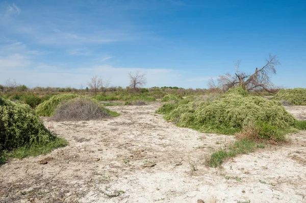 Bozkır tuzlu topraklar. tuz tuz tuz. Bozkır çayır veldt veld. Tuzlu toprak çöl, tuzlu Göller. cansız yanıp kavrulmuş dünyamız. Kazakistan çıplak bozkır