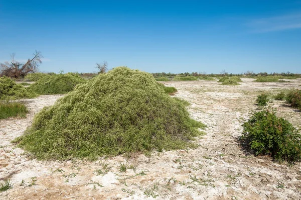 Bozkır tuzlu topraklar. tuz tuz tuz. Bozkır çayır veldt veld. Tuzlu toprak çöl, tuzlu Göller. cansız yanıp kavrulmuş dünyamız. Kazakistan çıplak bozkır