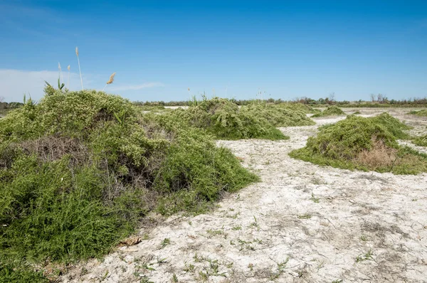 Bozkır tuzlu topraklar. tuz tuz tuz. Bozkır çayır veldt veld. Tuzlu toprak çöl, tuzlu Göller. cansız yanıp kavrulmuş dünyamız. Kazakistan çıplak bozkır