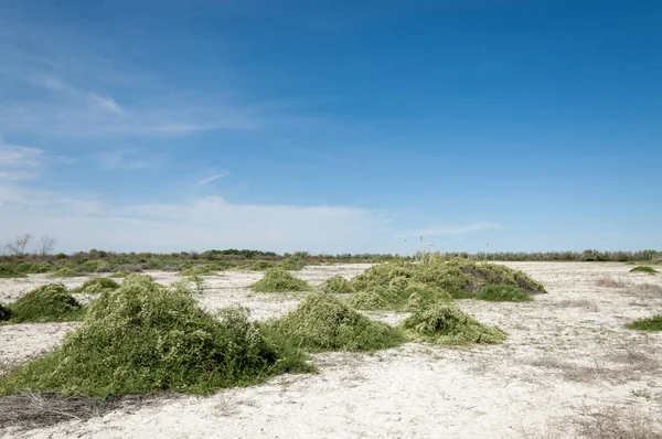 Bozkır tuzlu topraklar. tuz tuz tuz. Bozkır çayır veldt veld. Tuzlu toprak çöl, tuzlu Göller. cansız yanıp kavrulmuş dünyamız. Kazakistan çıplak bozkır