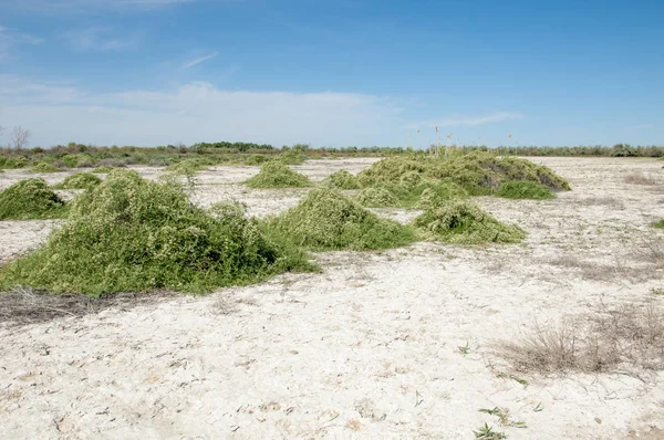 Steppe Saline Soils Saline Salt Salt Steppe Prairie Veldt Veld — Stock Photo, Image