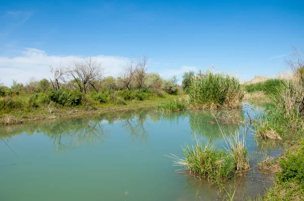 Bozkır nehir sazlık yaz. nehir görünümünde kez izlendi. küçük mavi nehir kıyısında güneşli bir gün
