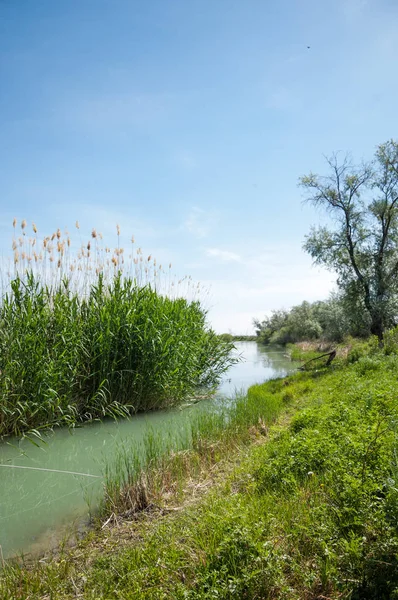 Bozkır nehir sazlık yaz. nehir görünümünde kez izlendi. küçük mavi nehir kıyısında güneşli bir gün