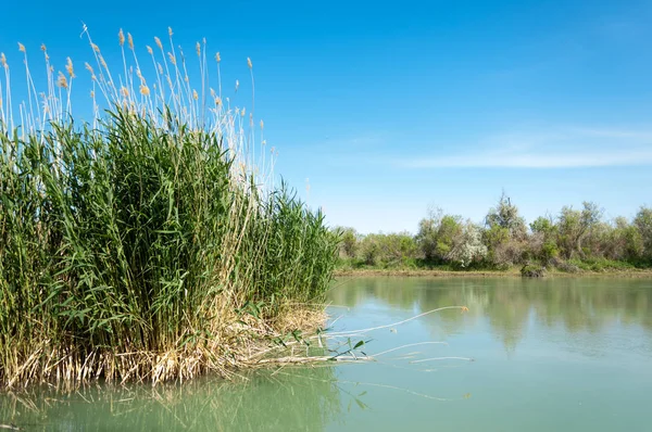 Bozkır nehir sazlık yaz. nehir görünümünde kez izlendi. küçük mavi nehir kıyısında güneşli bir gün