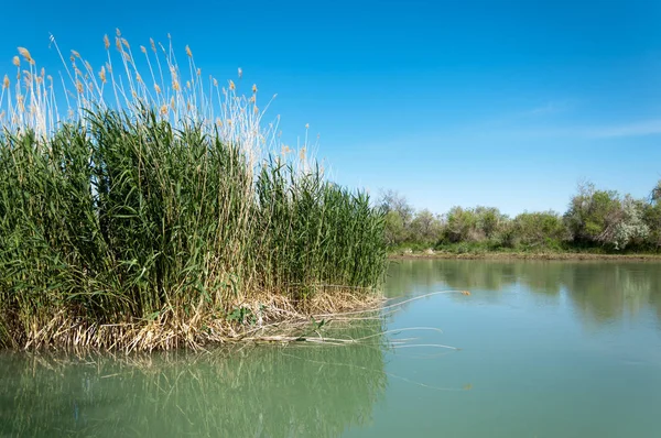 Bozkır nehir sazlık yaz. nehir görünümünde kez izlendi. küçük mavi nehir kıyısında güneşli bir gün